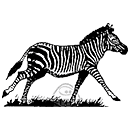 E.S Zebra