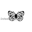 SO: Small Butterfly