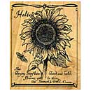 Botanicals - Helia Sunflower