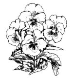 Pansies