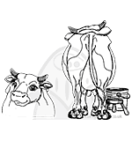 SO: Front n Back - Cow