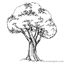SO: Giant Oak Tree