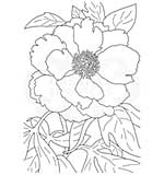 Woodware Clear Singles Peony Stamp (4x6)