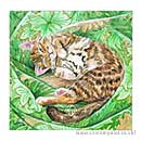 SO: Waking Cat