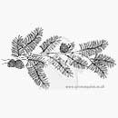 SO: Winter Pine Branch