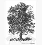 SO: La Blanche Silicone Rubber Stamp - Old Oak Tree