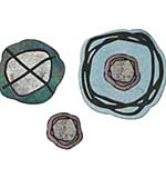 Sizzix Thinlits Die by Seth Apter Twisters (6pcs)