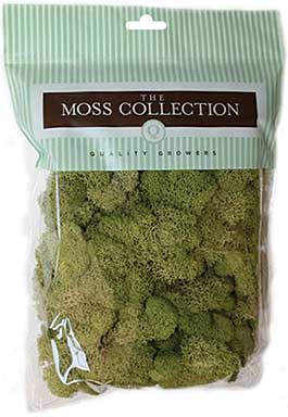 SO: Preserved Reindeer Moss 108.5 Cubic Inches - Spring Green